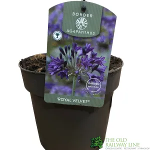 Agapanthus 'Royal Velvet' 2Ltr Pot