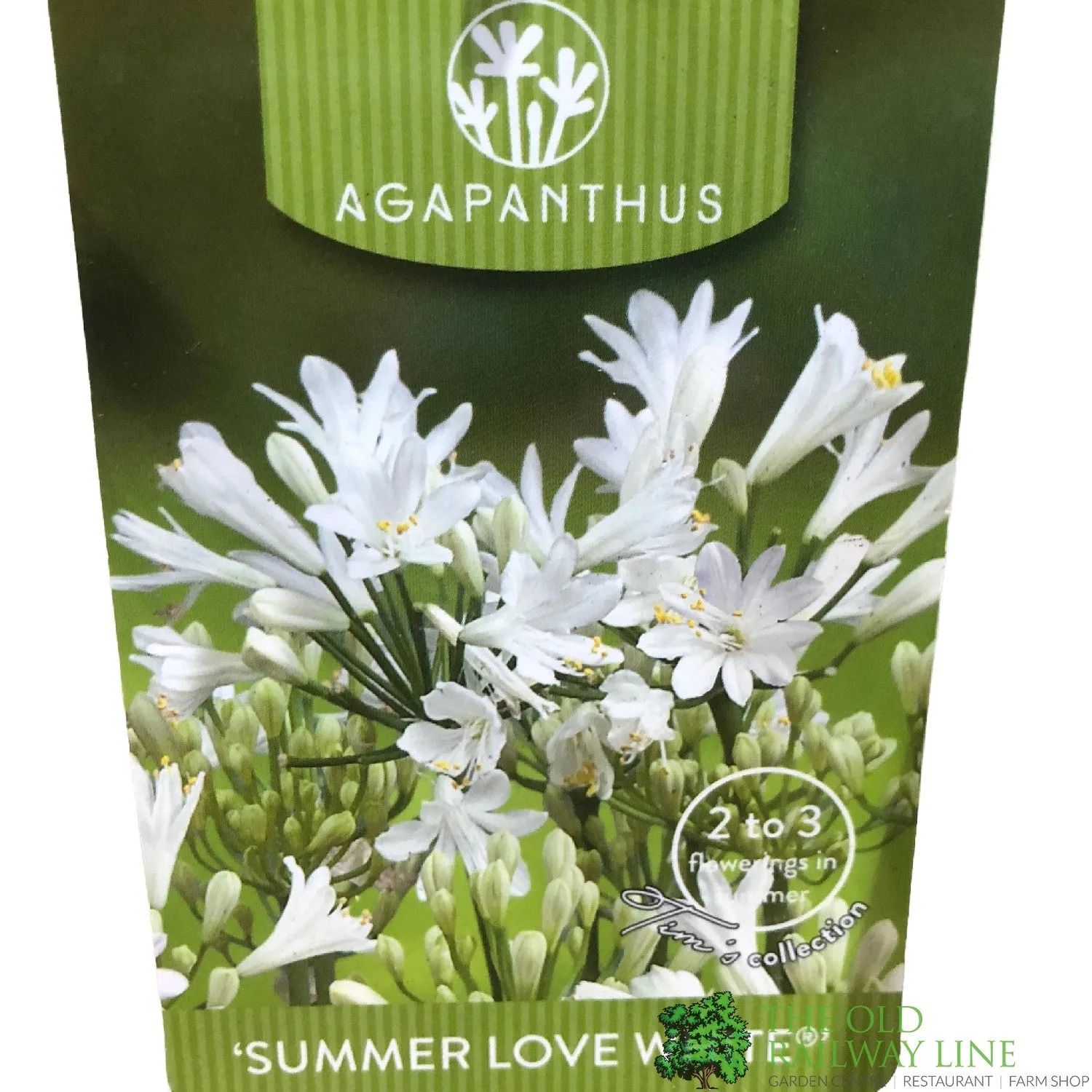 Agapanthus 'Summer Love White' 2Ltr Pot