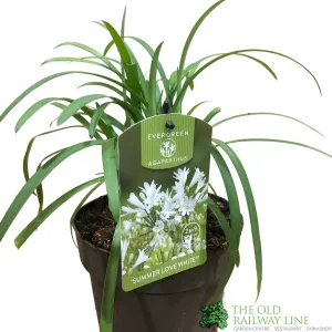 Agapanthus 'Summer Love White' 2Ltr Pot