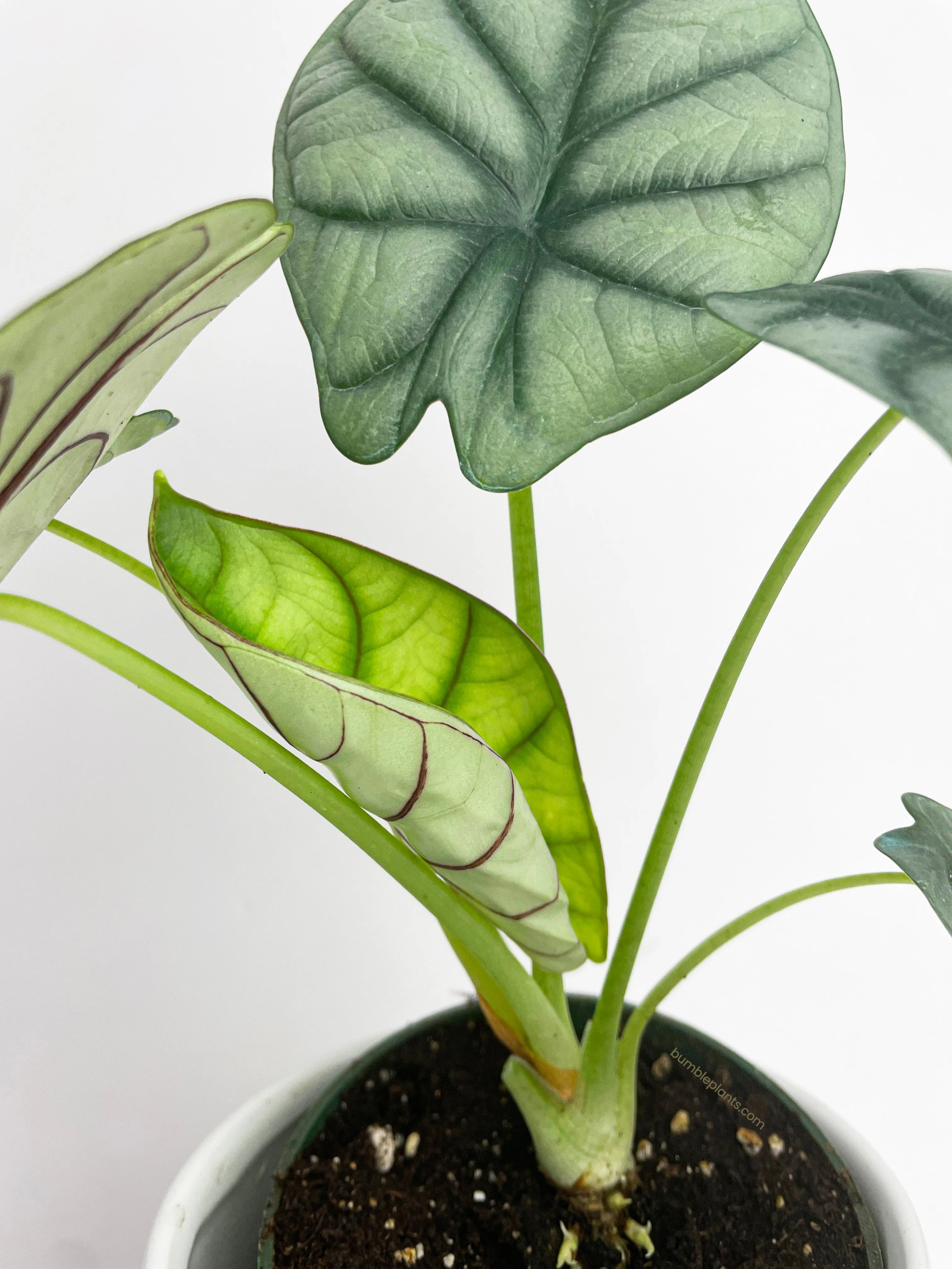 Alocasia Baginda 'Silver Dragon'