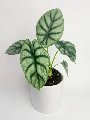 Alocasia Baginda 'Silver Dragon'