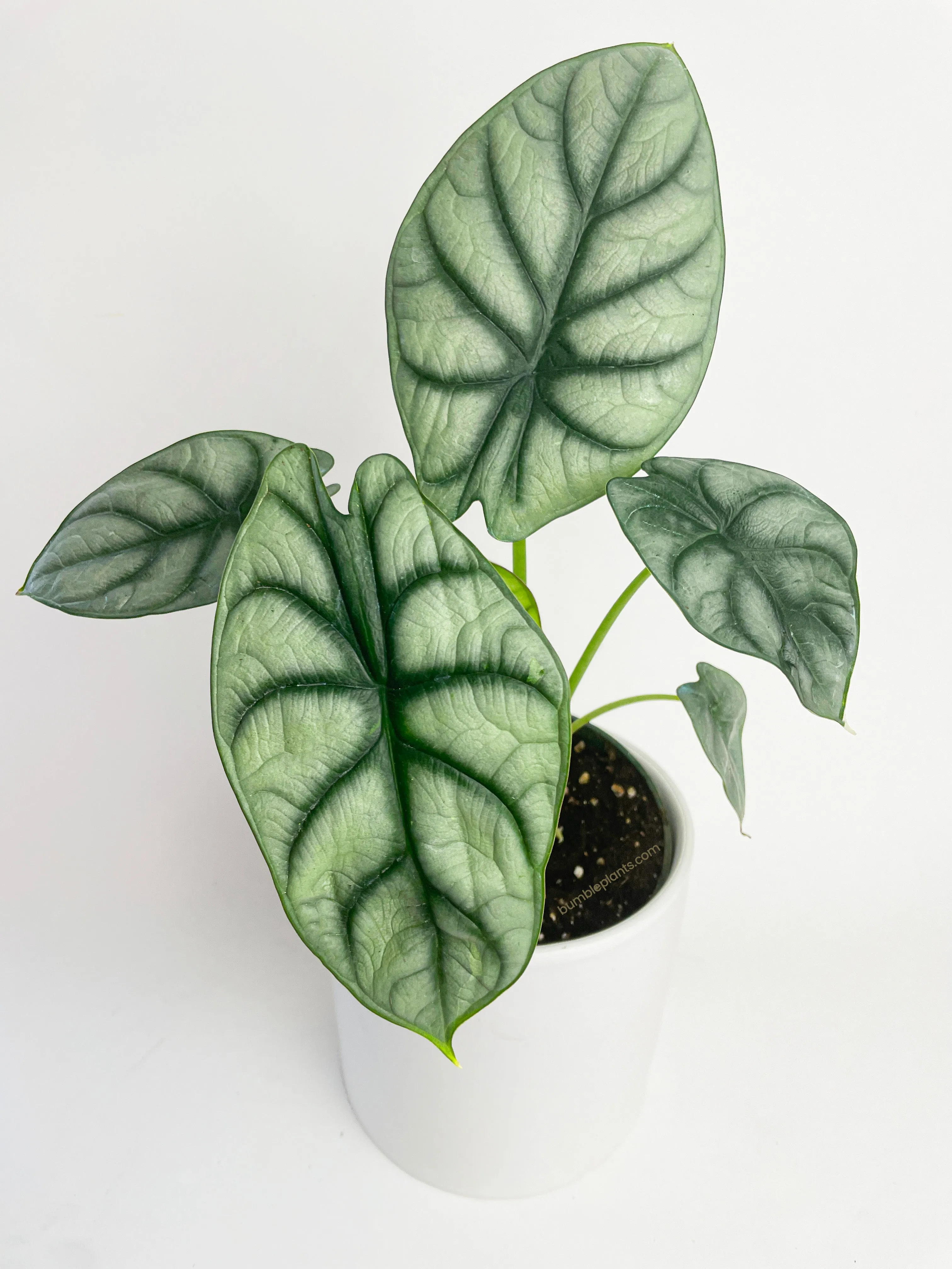 Alocasia Baginda 'Silver Dragon'