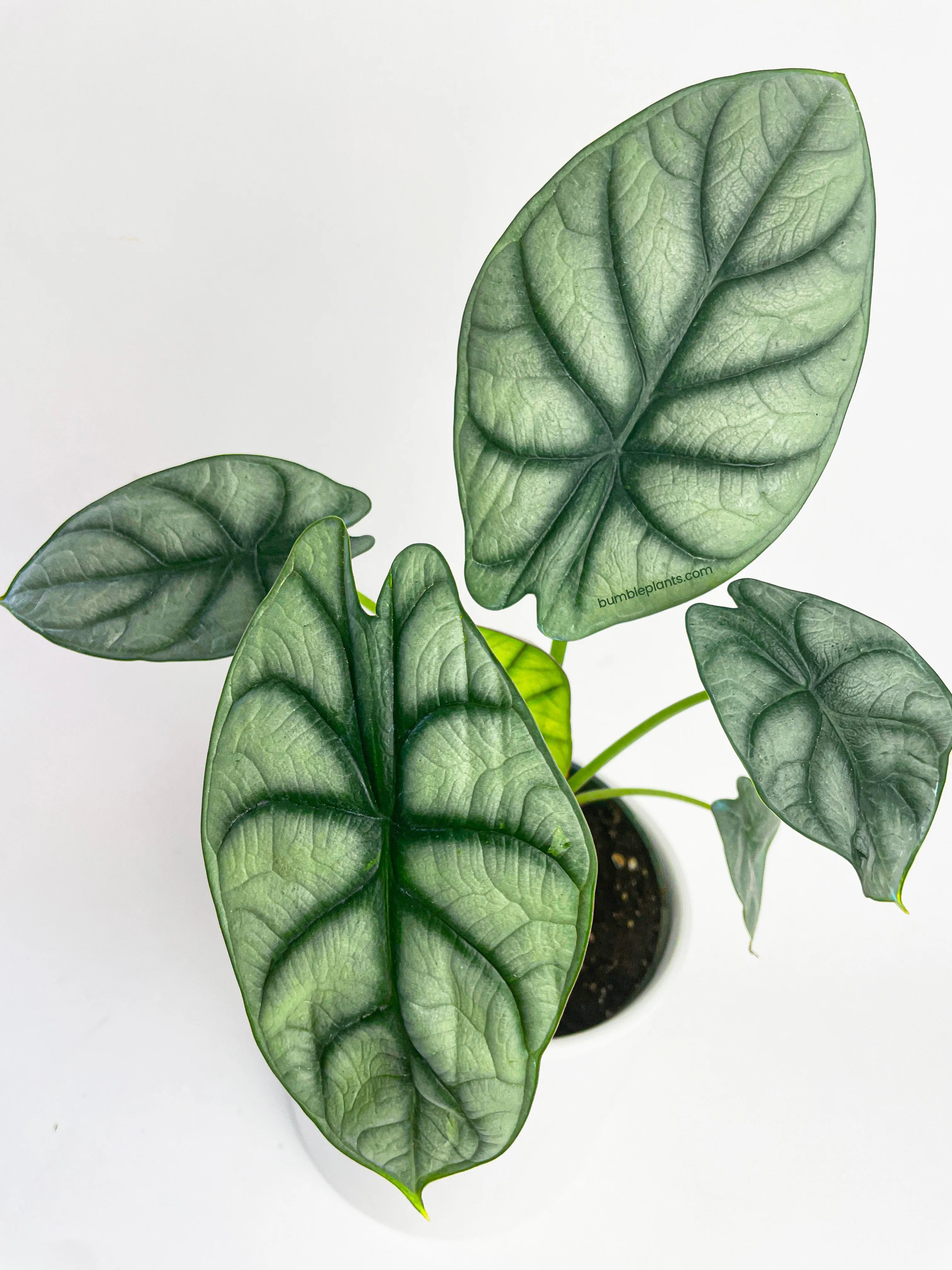 Alocasia Baginda 'Silver Dragon'