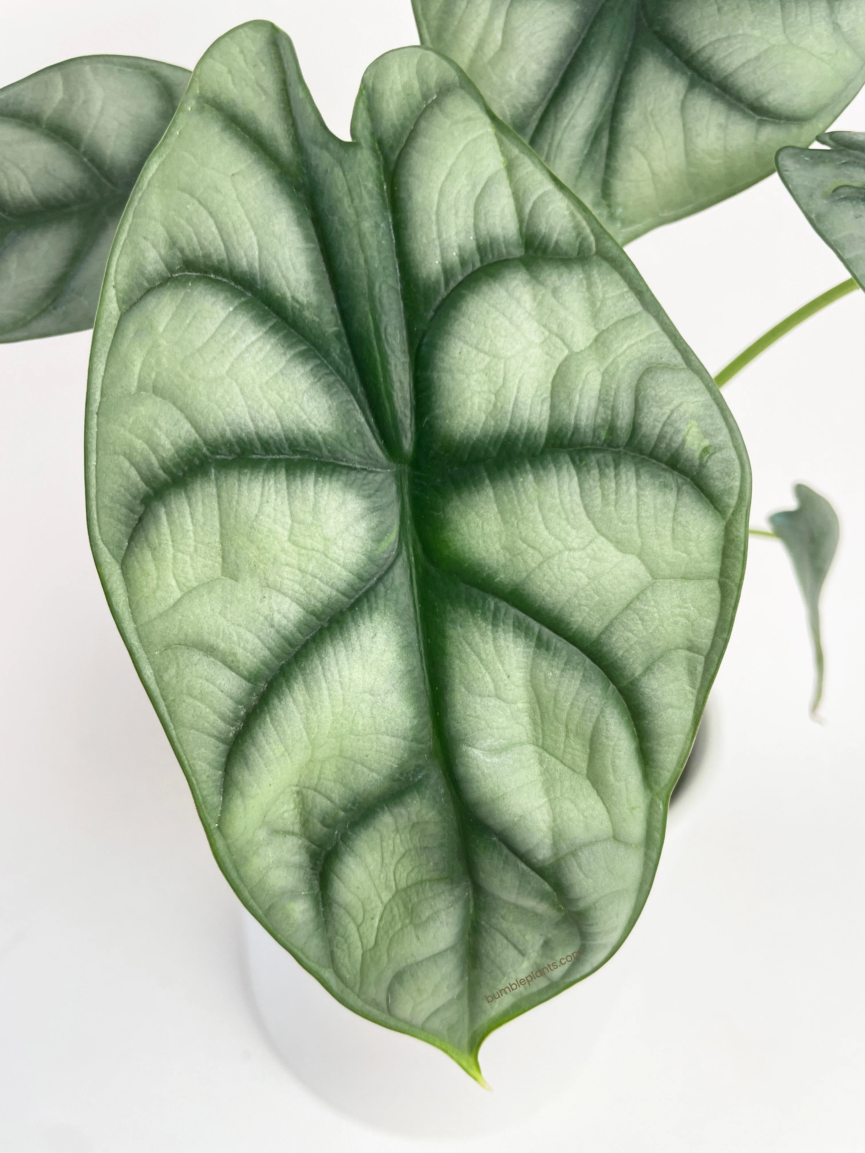 Alocasia Baginda 'Silver Dragon'