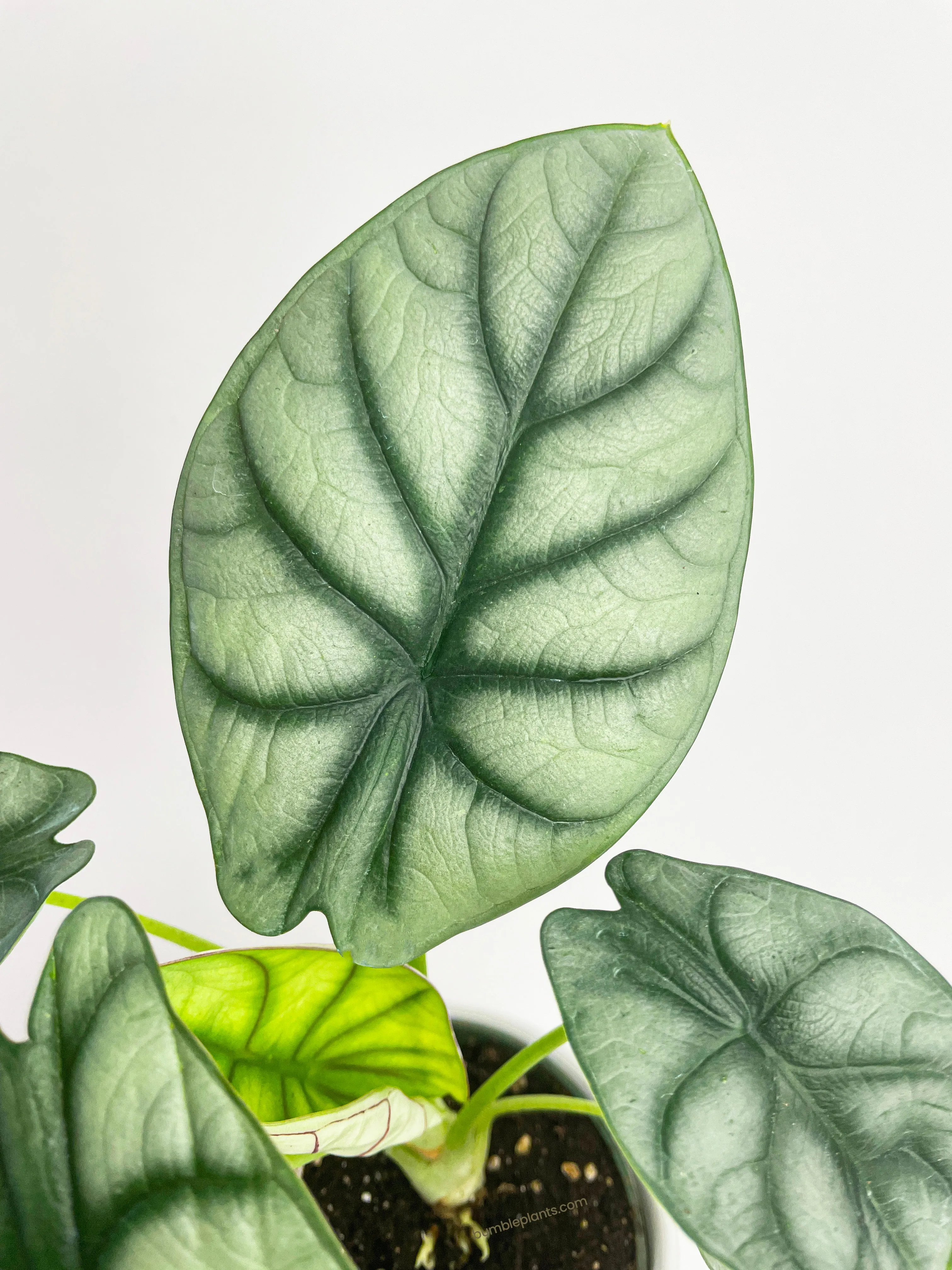 Alocasia Baginda 'Silver Dragon'