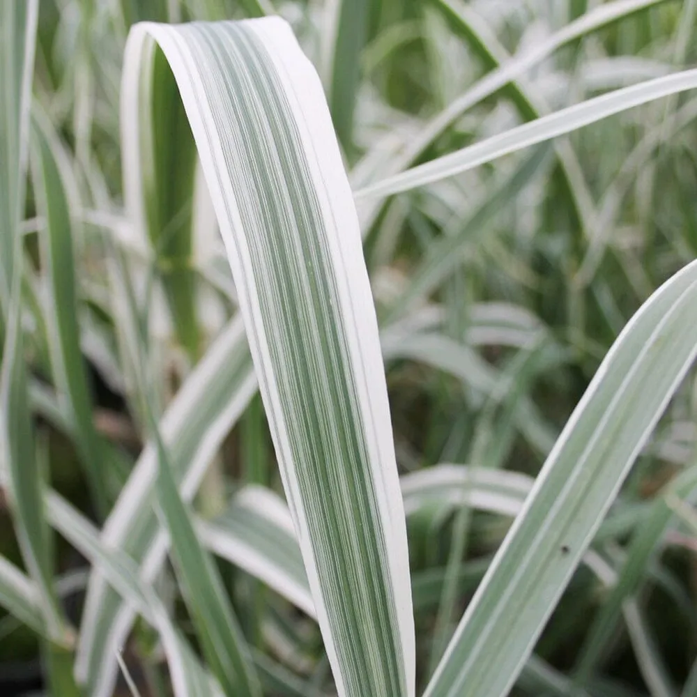 Arundo Donax Variegata Aquatic Pond Plant - Variegated Giant Reed