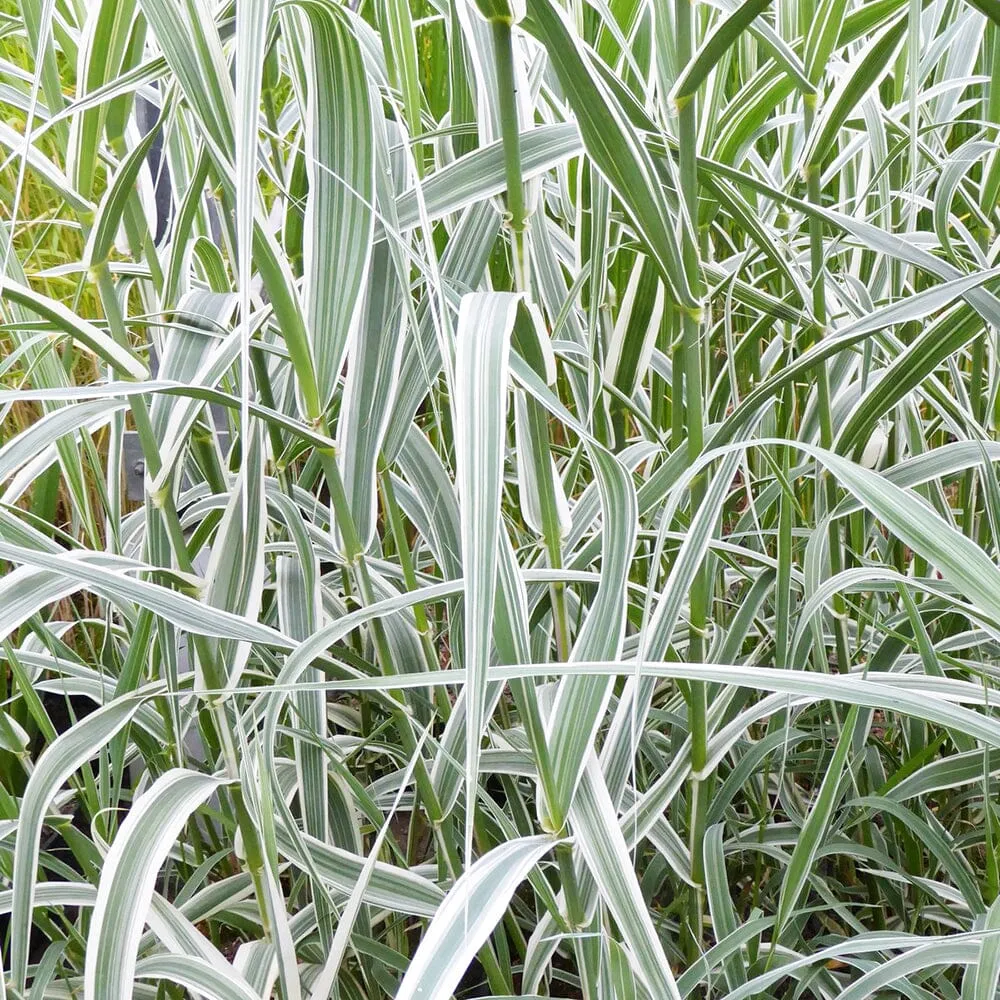 Arundo Donax Variegata Aquatic Pond Plant - Variegated Giant Reed