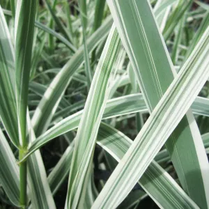 Arundo Donax Variegata Aquatic Pond Plant - Variegated Giant Reed