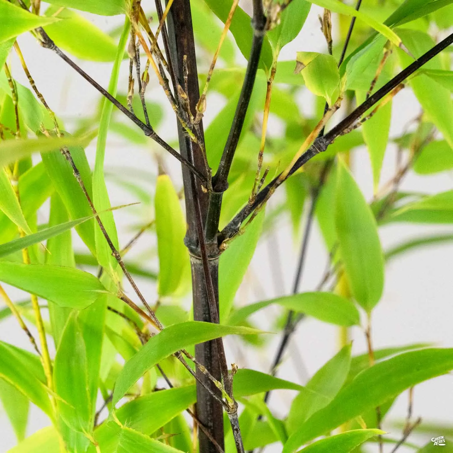 Black Bamboo