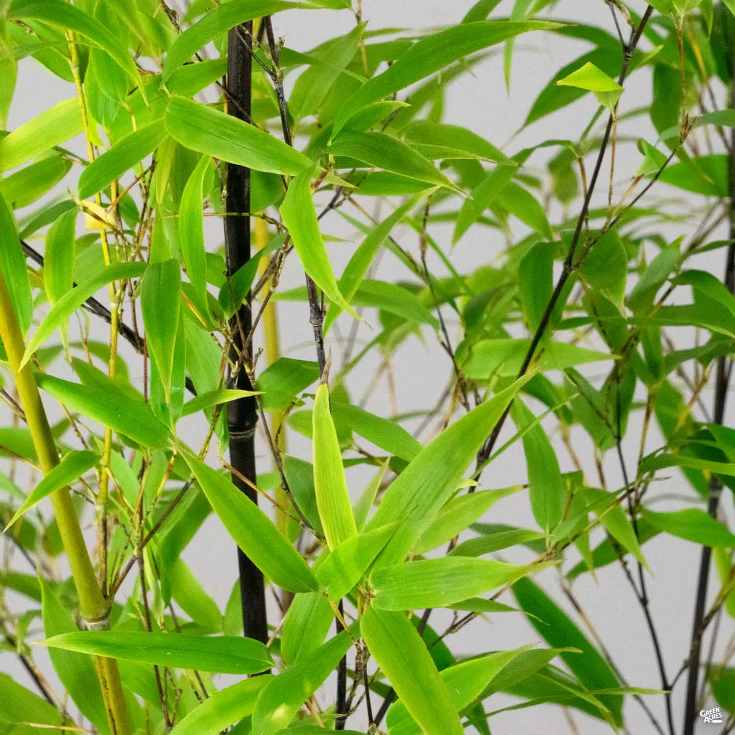 Black Bamboo