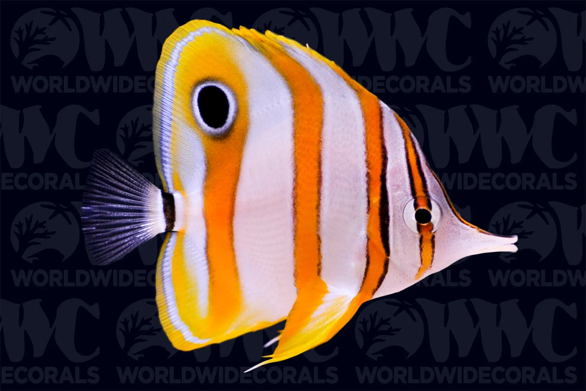 Copperband Butterflyfish - Australia