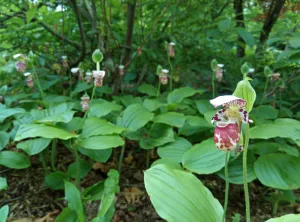 Cypripedium 'Alaskanum'  (Lady's Slipper Orchid)