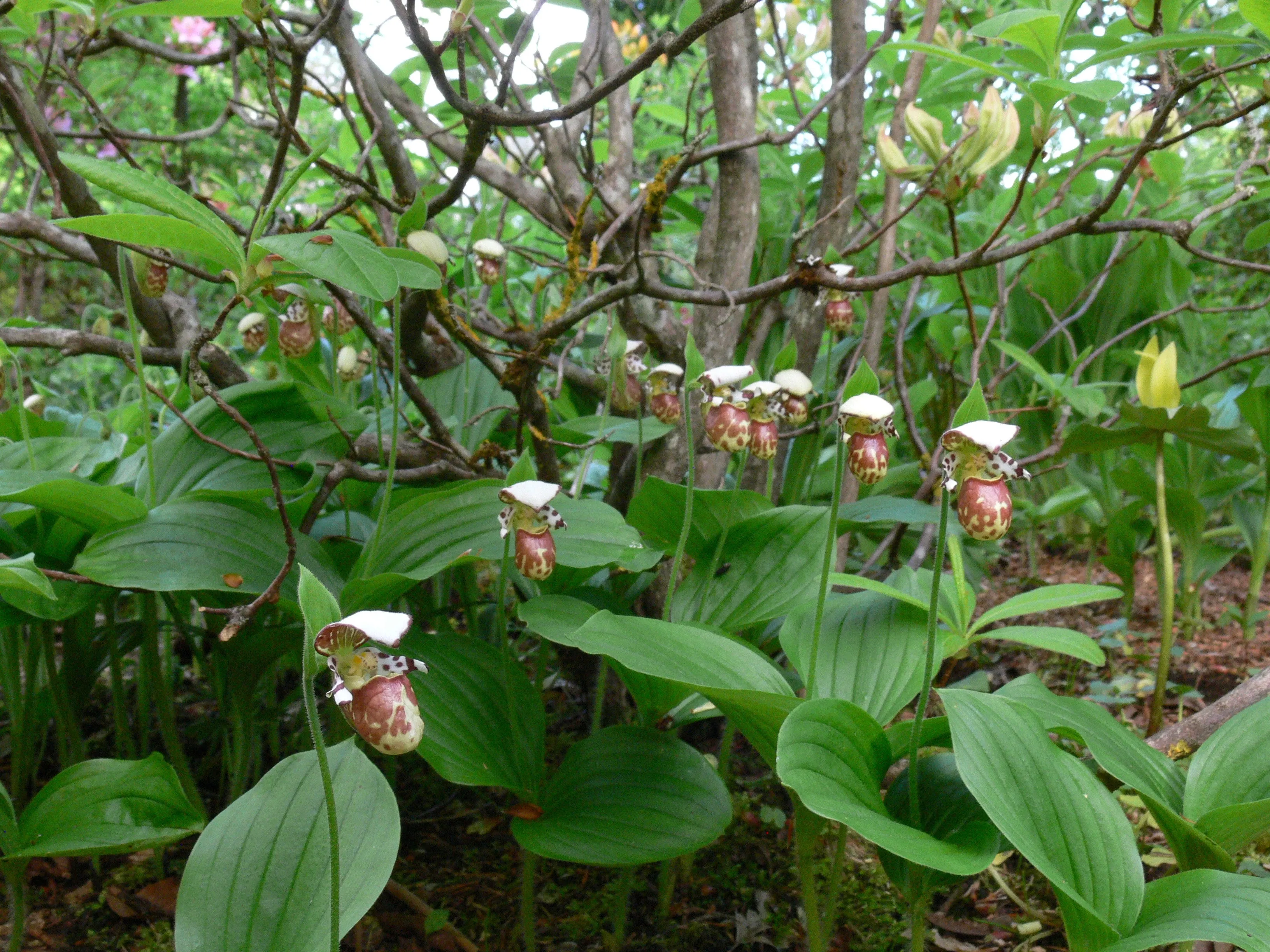 Cypripedium 'Alaskanum'  (Lady's Slipper Orchid)