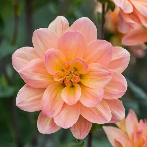 Dahlia Mr Frans Flower Tubers