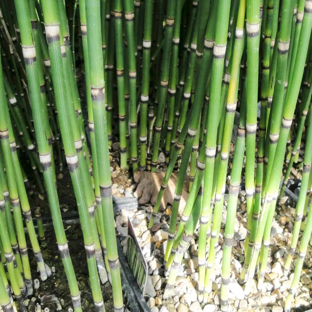 Equisetum Hyemale Aquatic Pond Plant - Scouring Rush