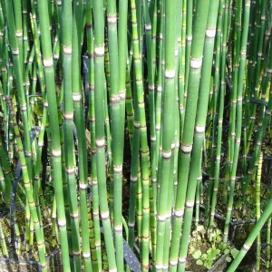 Equisetum Hyemale Aquatic Pond Plant - Scouring Rush