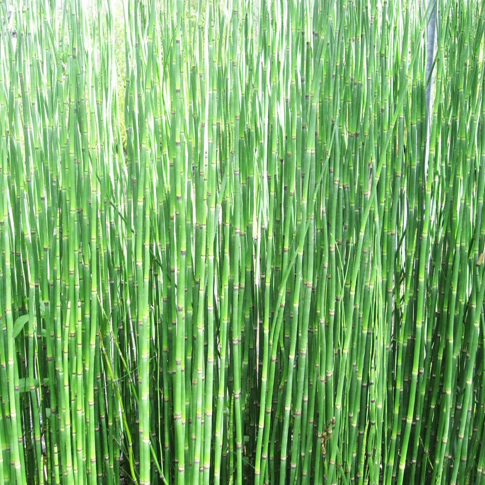 Equisetum Hyemale Aquatic Pond Plant - Scouring Rush