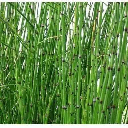 Equisetum Hyemale  - Rough Horsetail / Scouring Rush (Bare Root)