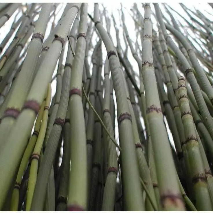 Equisetum Hyemale  - Rough Horsetail / Scouring Rush (Bare Root)