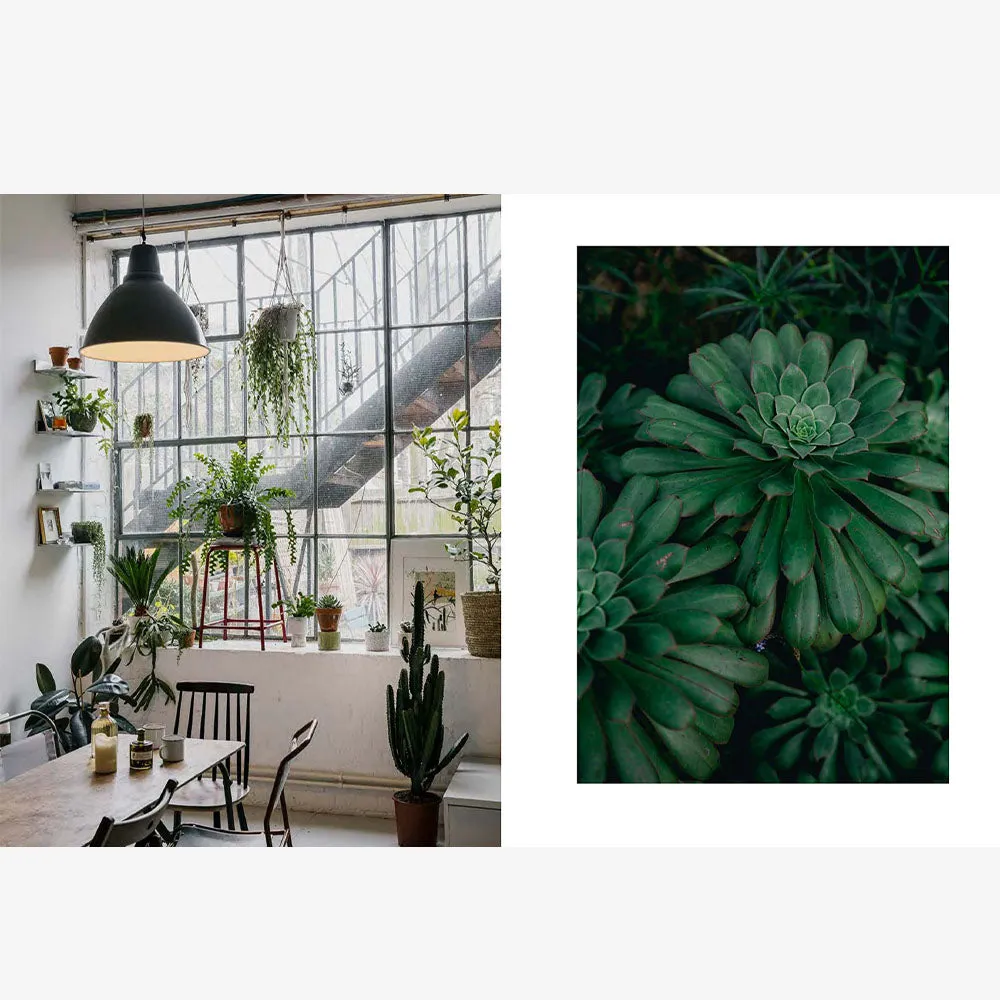 House of Plants