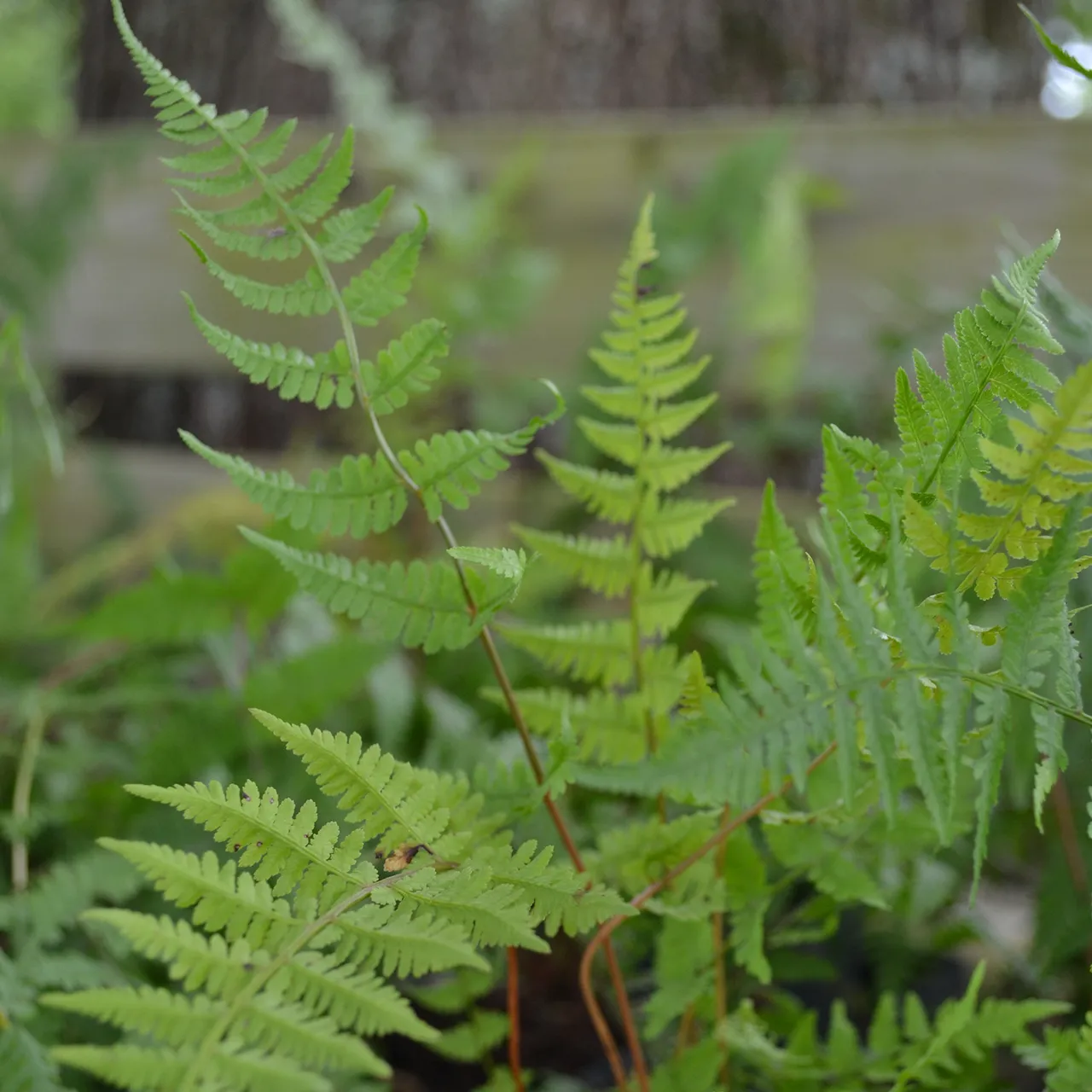 Lady Fern (Athyrium filix-femina)