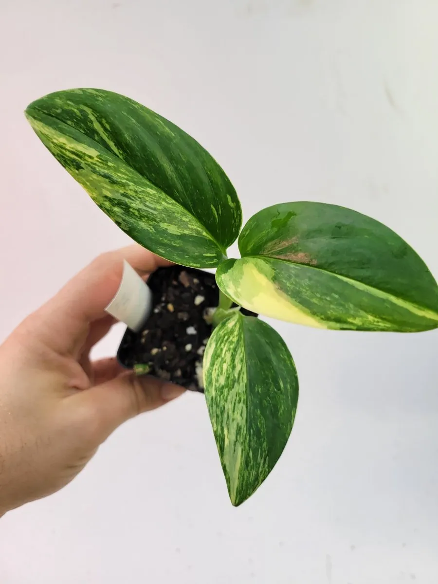 Monstera Standleyana Aurea variegata