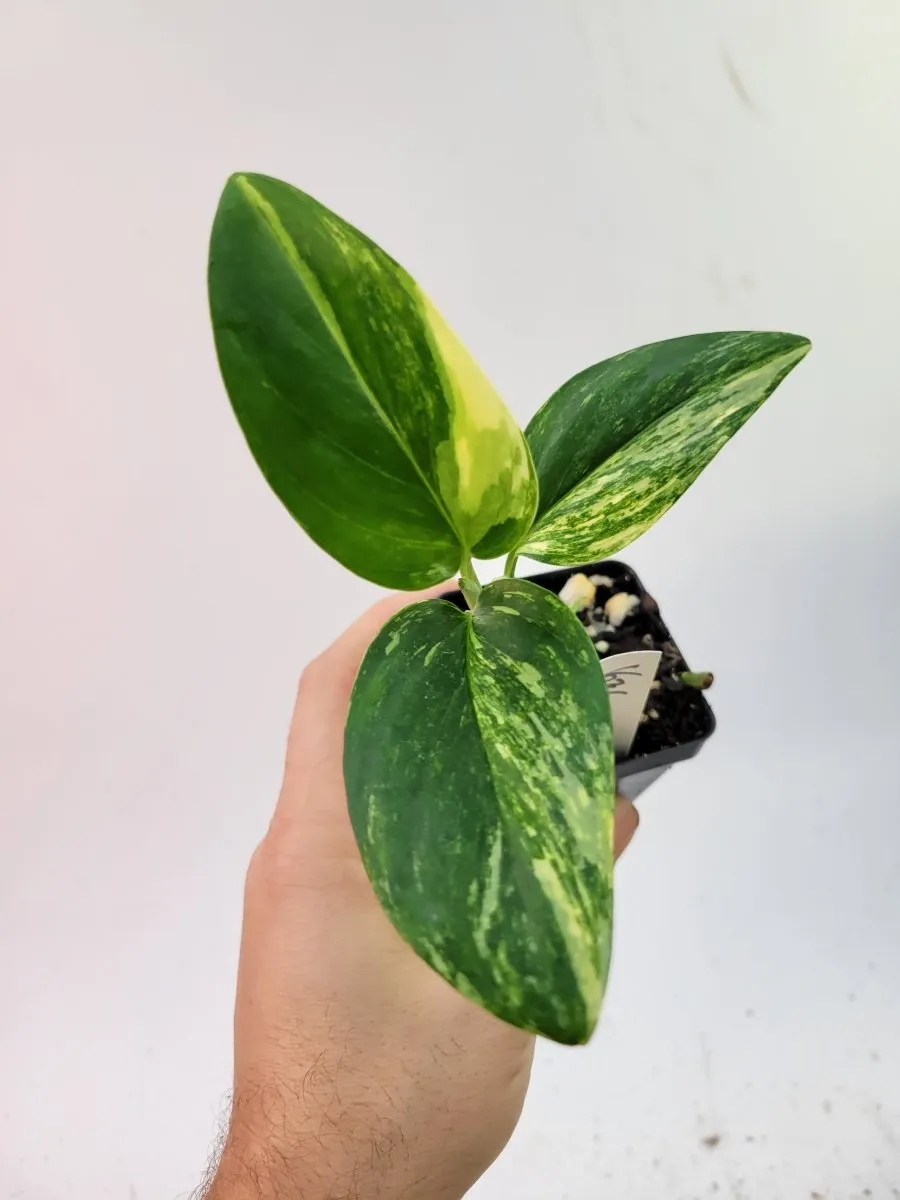 Monstera Standleyana Aurea variegata