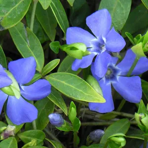 Periwinkle - Vinca minor