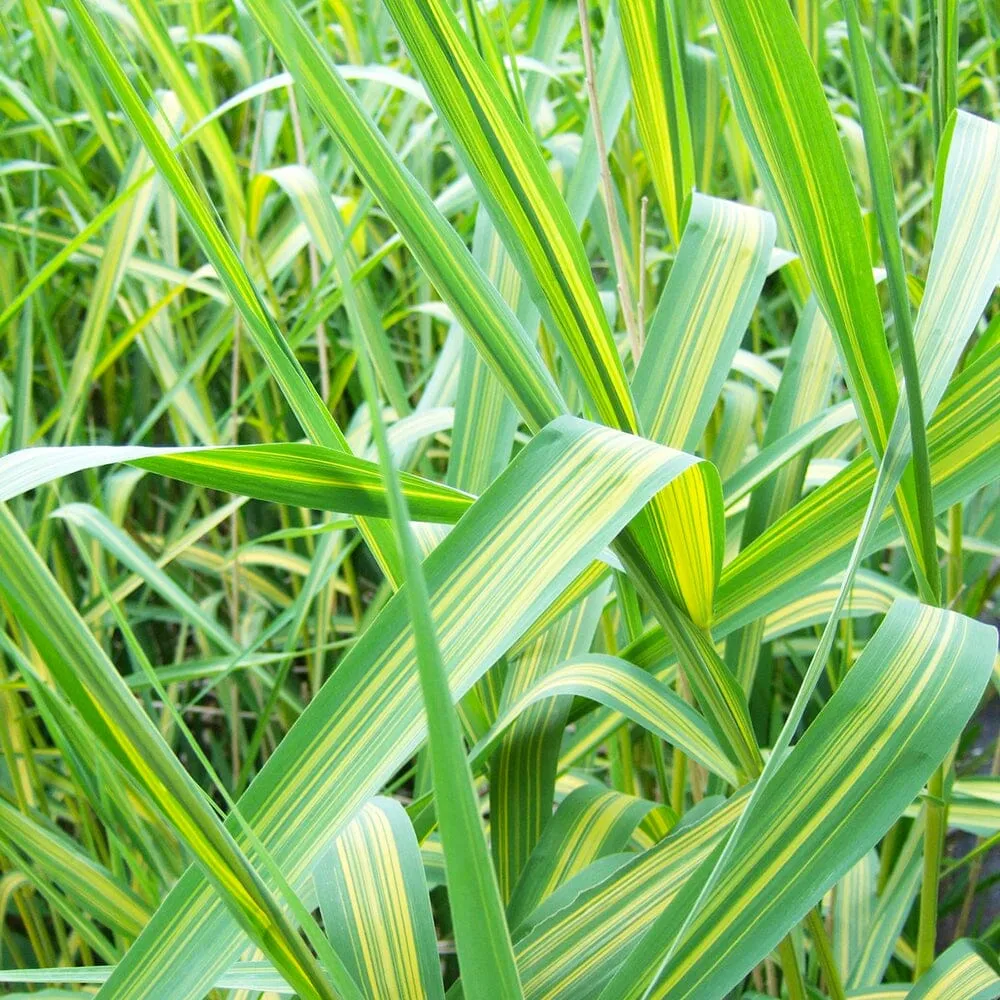 Phragmites Australis Variegatus Aquatic Pond Plant - Variegated Common Reed