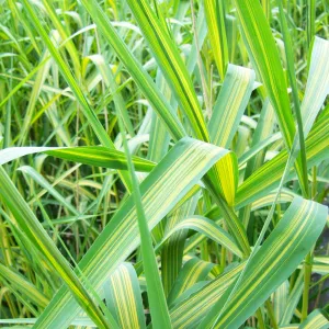 Phragmites Australis Variegatus Aquatic Pond Plant - Variegated Common Reed