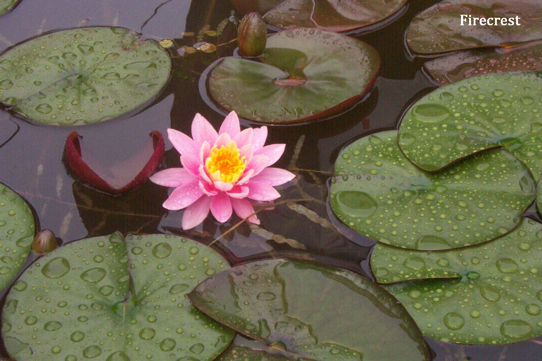 Pink Hardy Water Lily