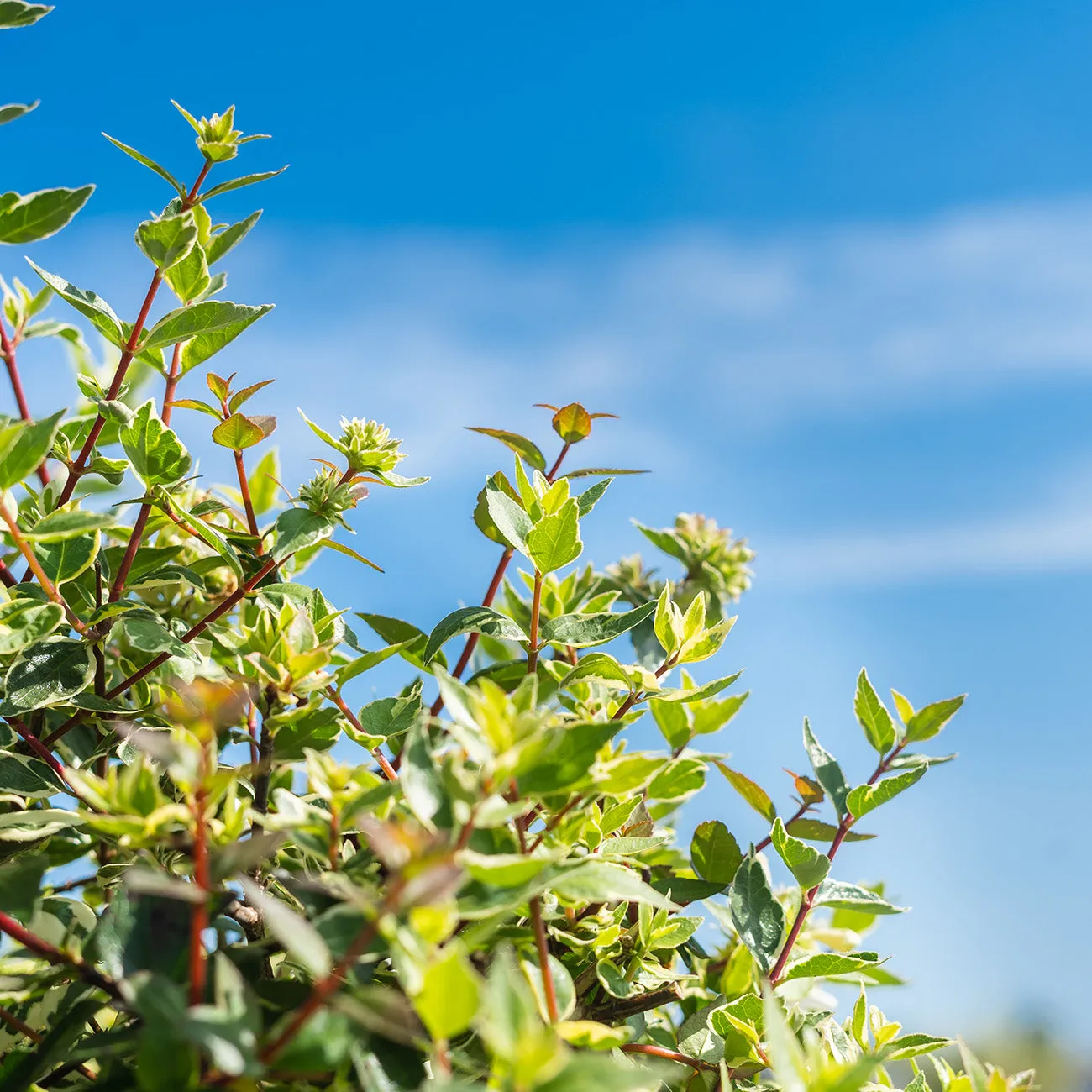 Radiance Abelia Shrub