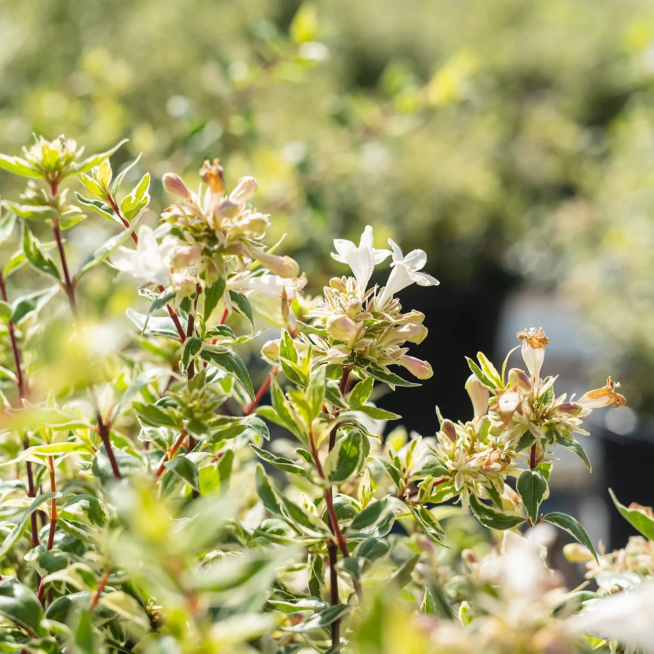 Radiance Abelia Shrub