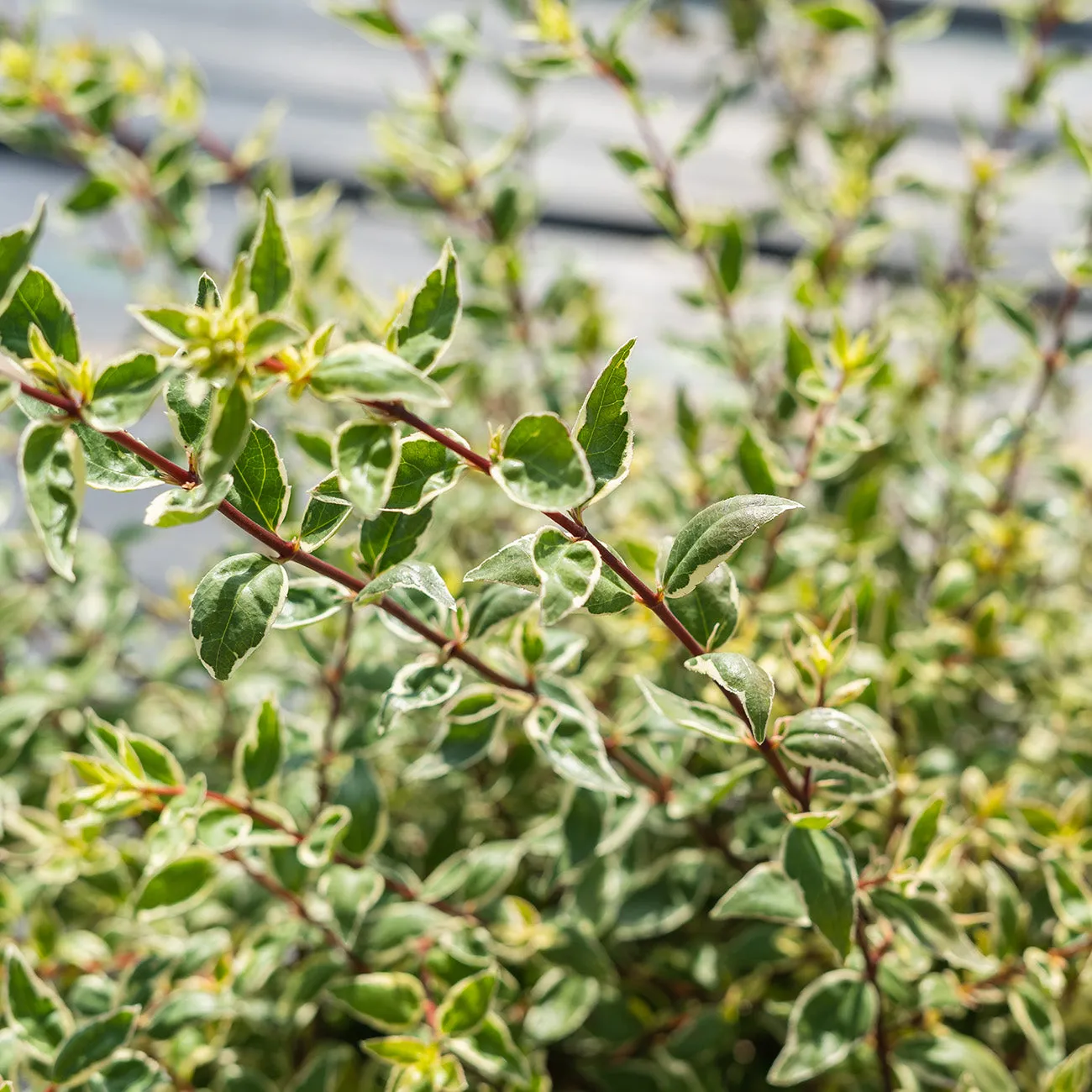 Radiance Abelia Shrub