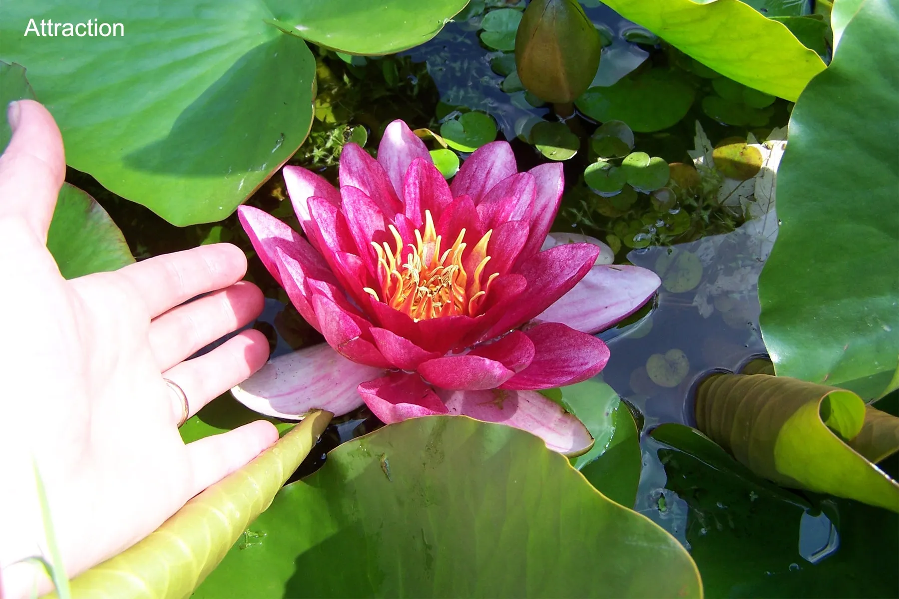 Red Hardy Water Lily