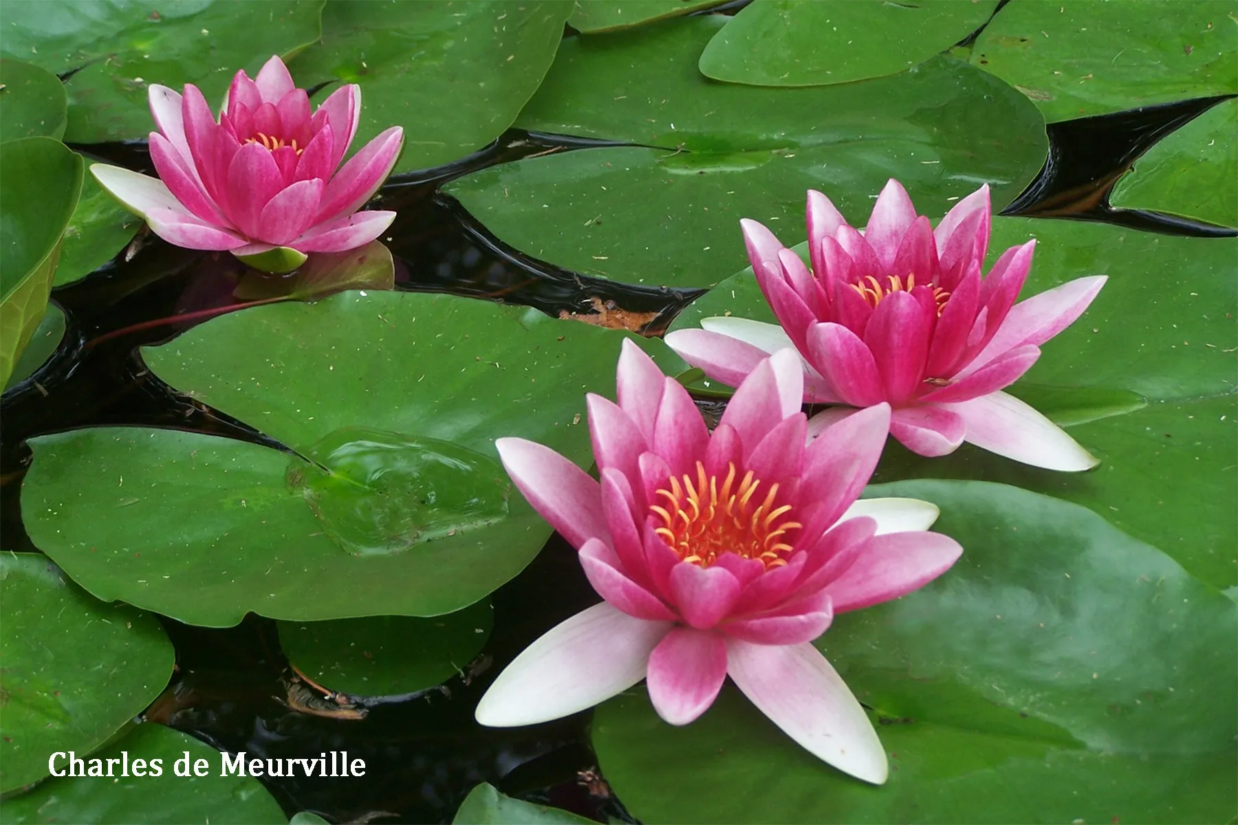 Red Hardy Water Lily