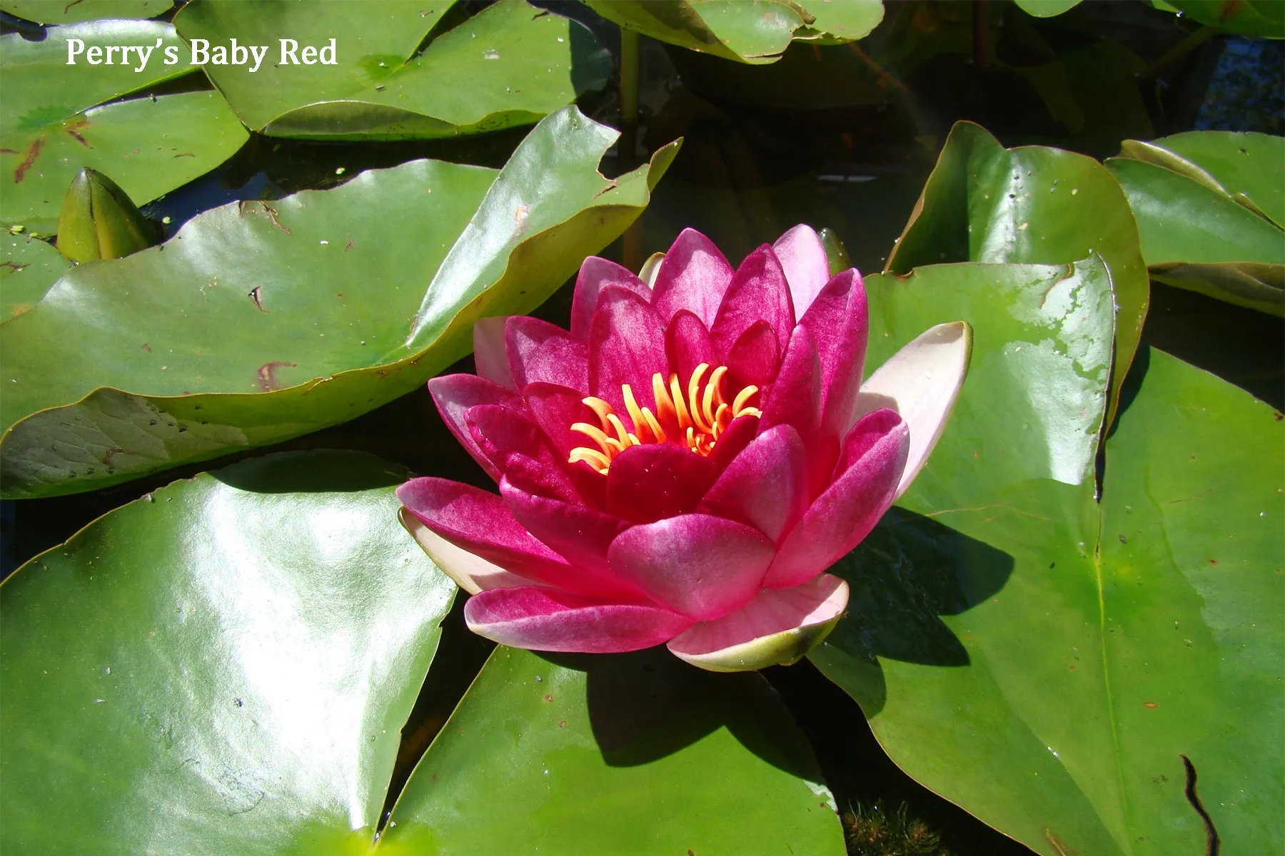 Red Hardy Water Lily