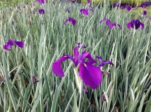 Variegated Japanese Iris