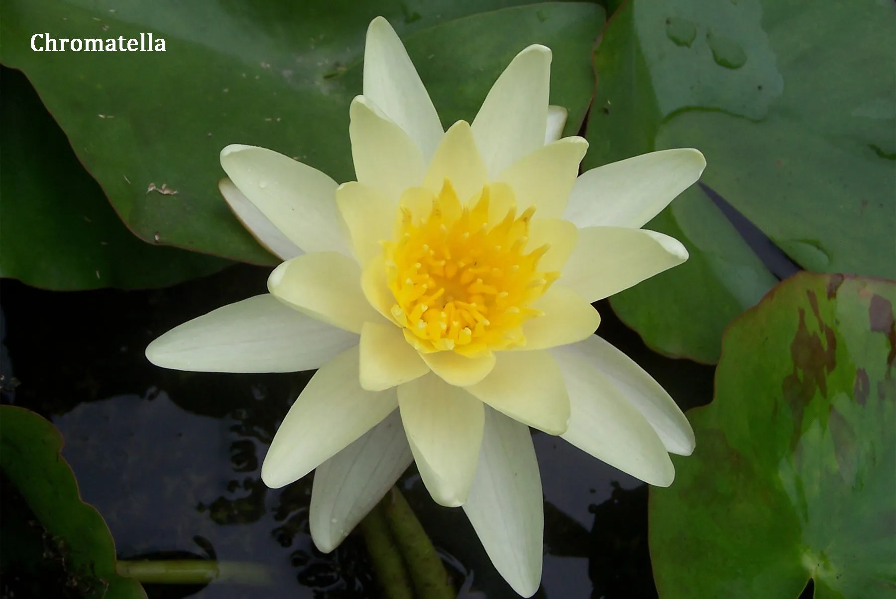 Yellow Hardy Water Lily