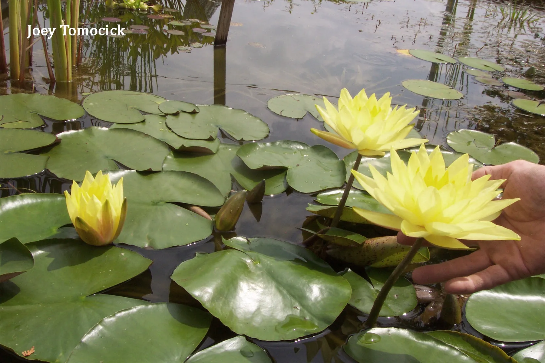 Yellow Hardy Water Lily